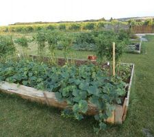 Les carrés potager avec les melons concombres tomates cocktail orange oignons ...tout pousse sous le soleil charentais