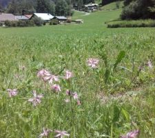 Silènes fleurs de coucou dans la prairie