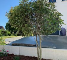 Photinia formé en Cépée PARASOL (Photinia x fraseri 'Red Robin')