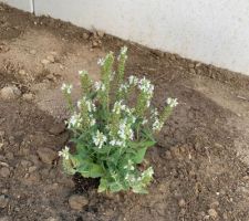 Sauge blanche (Salvia nemerosa 'Adrian')