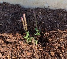 Sauge violette (Salvia nemerosa 'Oestfriesland')