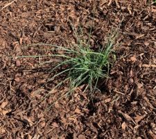 Graminée (Miscanthus ou Pennisetum). On a les deux mais j'arrive pas les reconnaître pour le moment.