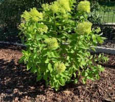 Hydrangea (Hydrangea paniculata 'Limelight')