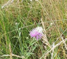 Fleur sauvage dans la prairie folle