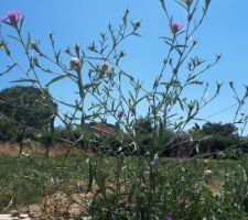 Fleur sauvage au bord de la piscine