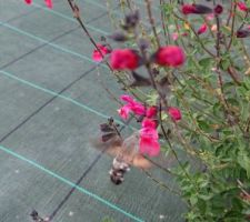 Papillon sphynx colibri