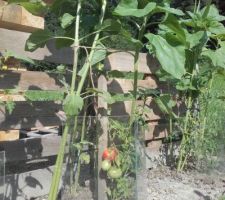 Détail des protections en étagères de frigo pour les pieds des tomates. Maïs et tournesols font tuteurs.