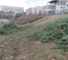 Abbattage des arbres