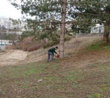 Abbattage des arbres