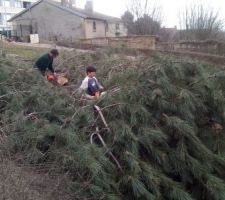 Abbattage arbre