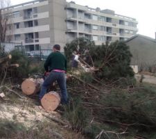 Abbattage arbre