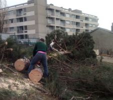 Abbattage arbre