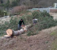 Abbattage arbre