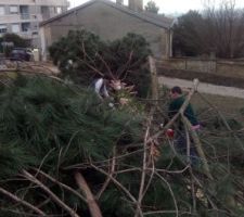 Abbattage arbre