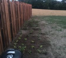 Pr&eacute;mices d un potager