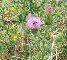 Un beau chardon a fleuri dans ma prairie sauvage !