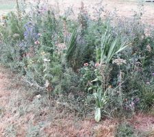 Super, il pleut ! Ce sont les fleurs qui vont apprécier