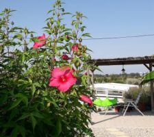 Hibiscus des marais avec des fleurs de 25 cm de diamètre