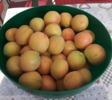 Première récolte d'abricots, 3,600kg, un vrai régal et il y en a encore 4 fois plus dans notre abricotier