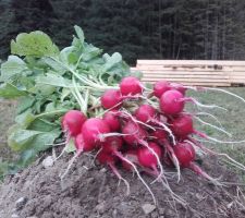 Radis : une belle botte, comme au marché !