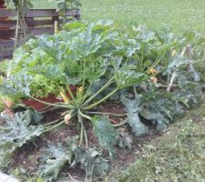 Mes trois plants de courgettes : magnifiques !