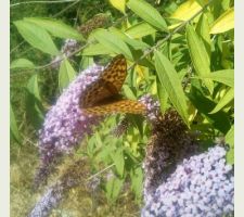 Papillon du jardin