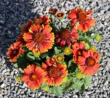 Gaillardes 'Spintop yellow touch', h 25cm x 45, plein soleil, été