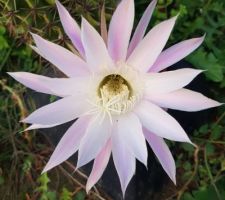 La fleur d'un de mes cactus