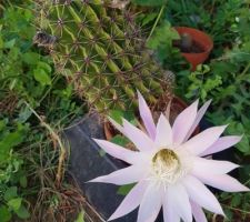 Cactus en fleur dans le jardin