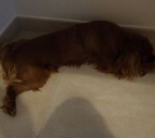 Sieste sur le carrelage frais  après une balade  .........