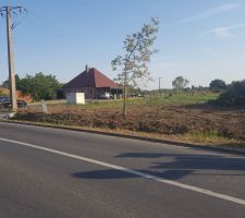 Les sapins ont dégagé ! Belle affaire, cela ne nous aura rien coûté :)