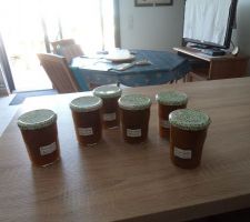 Production  de confituresd eprunes reine claude  en direct du jardin de mon voisin parti en vacances et qui m'a laissé l'accès au prunier .
