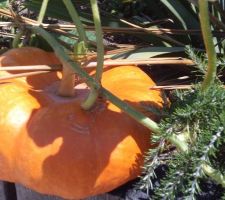 Et voici le plus gros de tous les potirons  posé en équilibre sur les poutres de la jardinière