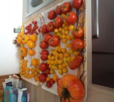 Des tomates qui ont poussé dans les nouveaux carrés potager mais pas que ! en fait juste les tomates poires jaunes les autres ont poussé près de la maison .