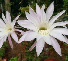 Nouvelles fleurs de cactus