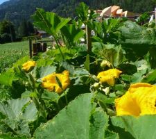 Fleurs de courge