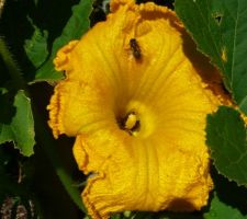 Fleur de courge pollinisée