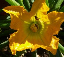 Fleurs de courgette : pollinisation