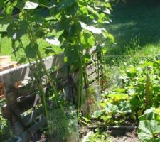 Tomates et tournesols