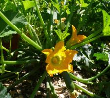 Fleurs de courgettes