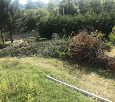 Abattage des cyprès de Leyland - Le tas de branches dans son ensemble