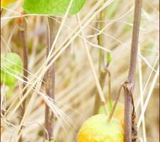 Physalis