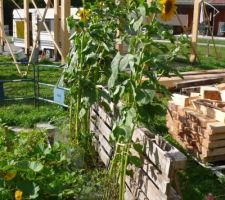 Jardin au 17 août 2019 : tournesols en fleur