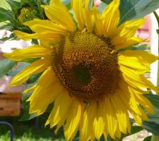 Plusieurs sortes d'insectes sur les tournesol (dont des abeilles domestiques) : il y a la place, c'est le Biocoop mellifère