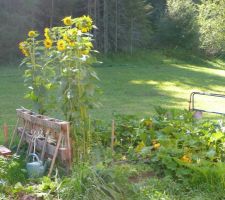 La belle lumière du matin sur les tournesols et le jardin