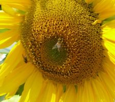 Plusieurs sortes d'insectes sur les tournesol (dont des abeilles domestiques) : il y a la place, c'est le Biocoop mellifère