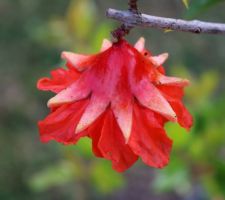 Grenadier à fleurs (le dessous)