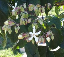 Fleurs du Clérodendron