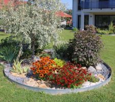 En gris Eleagnus angustifolia Caspica. En pourpré Cotinus Royal purple. Au centre 2 vivaces, à g. Echibeckia orange et en rouge Coreopsis Little bang Red Elf