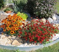 A g. Echibeckia orange, à dr. Coreopsis Little bang Red Elf